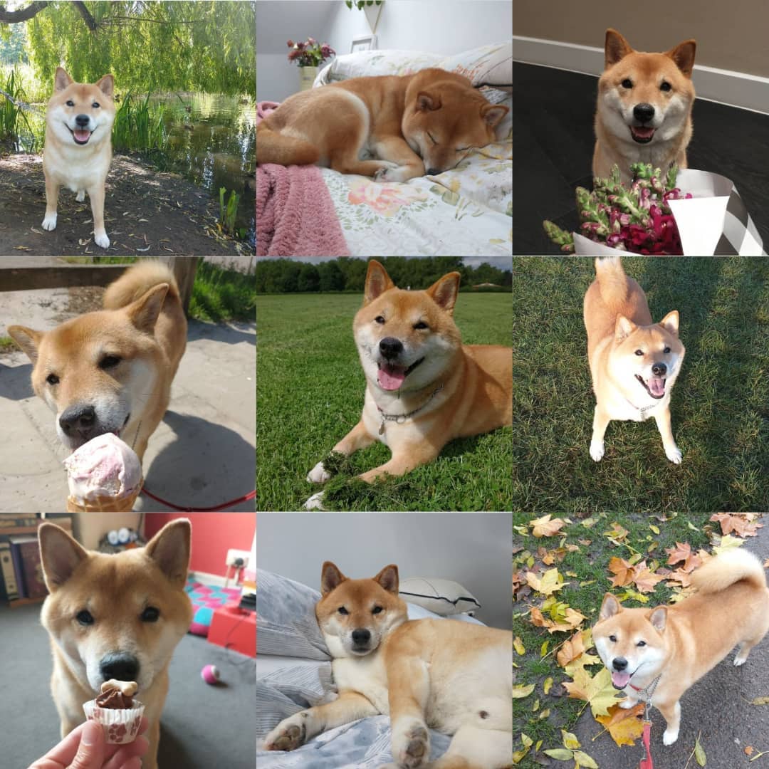My favourite nine Loki photos of 2021. He's such a wonderful dog, definitely has his quirks (and oh boy does he have those in spades), and I can't imagine life without him.

#shibainu #shibasofinstagram