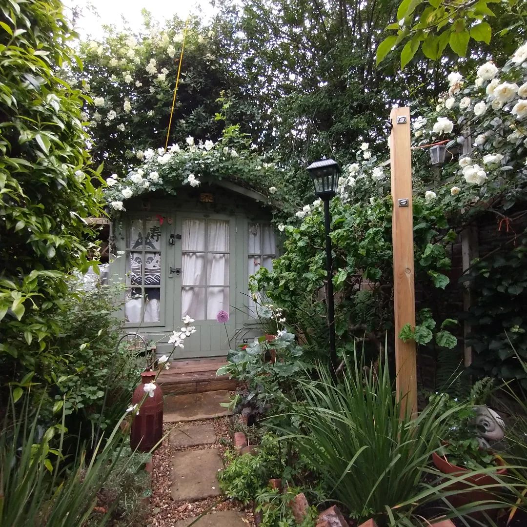 White roses in full bloom, they'll be followed in a few weeks by tiny red ones. The rain has walloped them but they're still looking glorious, and the petrichor is just wonderful.

#petrichor #thesmellafterrain #roses #garden #smallgarden #homeoffice #workfromhome #amazingspaces #london
