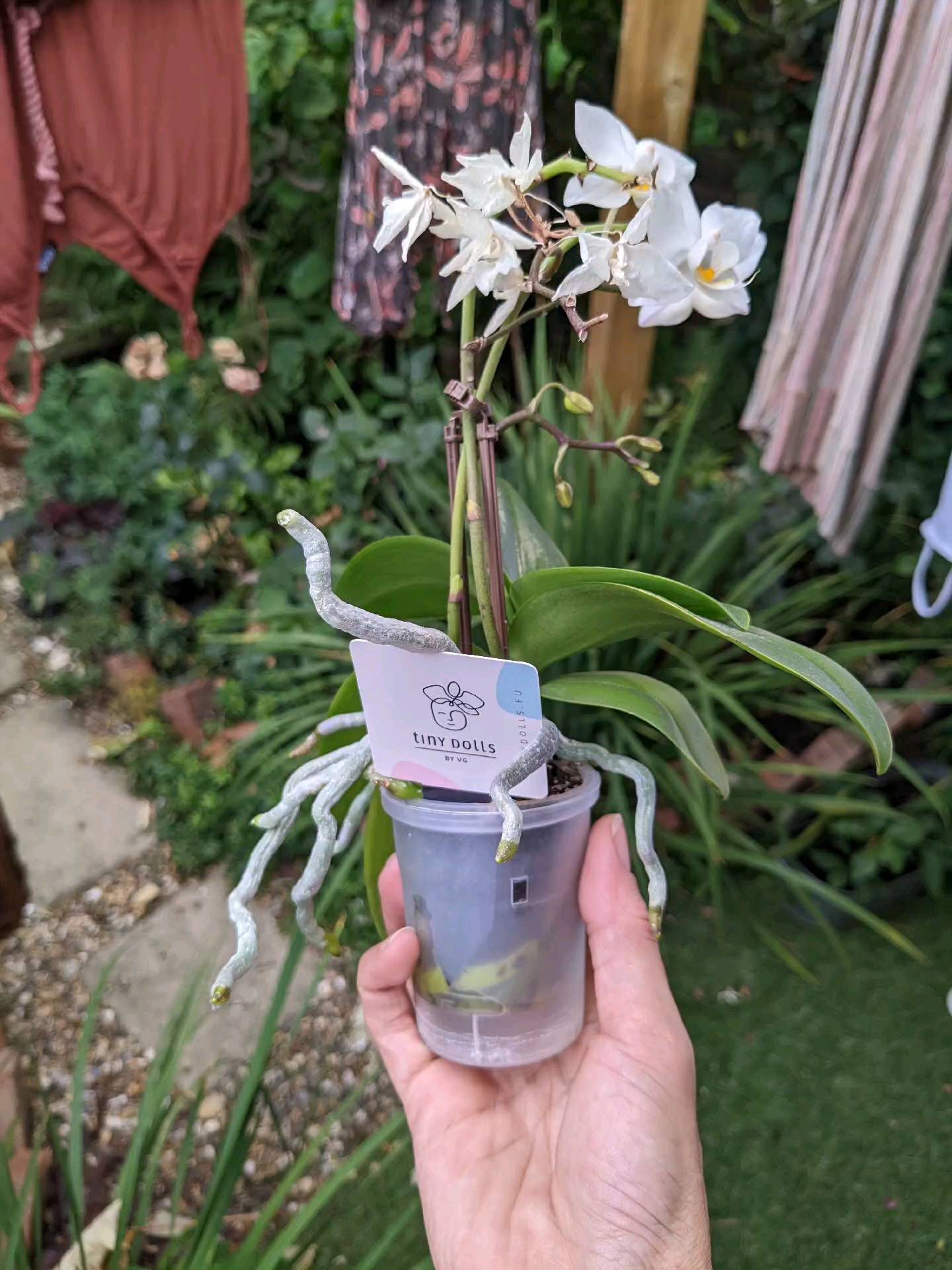 The teeny orchid I bought from @cliftonnurseries last year has thrived (understatement of the year - look at those roots!), so today it got repotted. It used to live in that teeny blue one! The other orchid is one my mother almost killed (almost all the roots rotted off)...I confiscated it a couple of months ago and it looks much happier already ❤️

#orchid