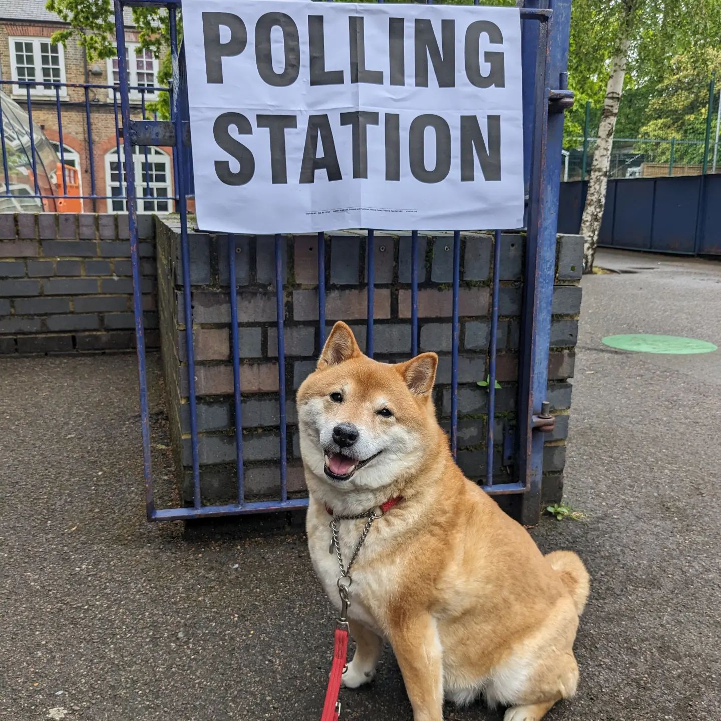 Doing his democratic duty for more than ten years now #dogsatpollingstations #shibainu #londonmayoralelections